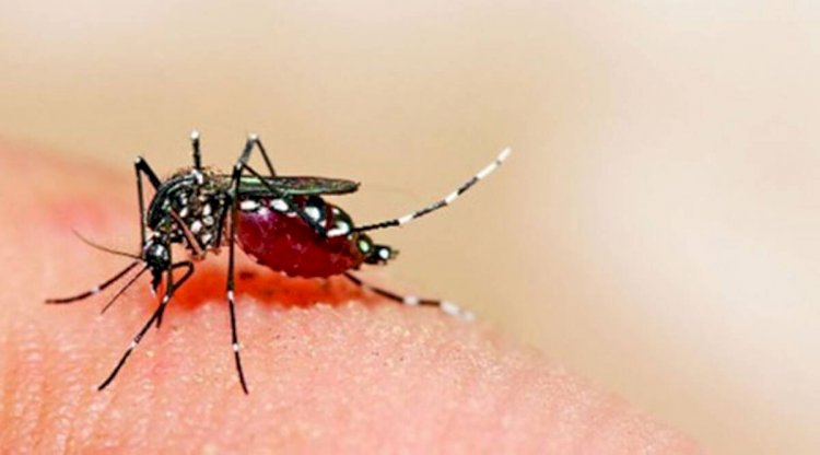 Centre rushes three-member team to Maharashtra to contain Zika